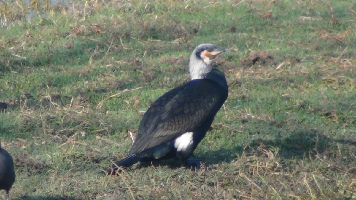 Great Cormorant - Christopher Rustay