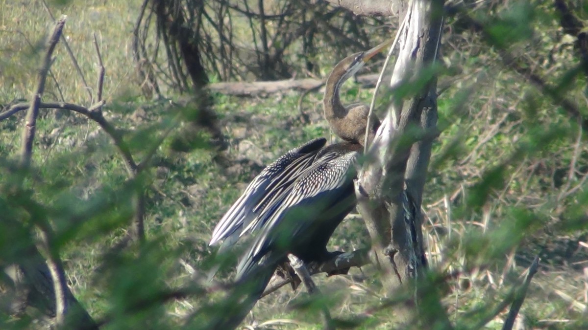 Anhinga Asiática - ML51912591