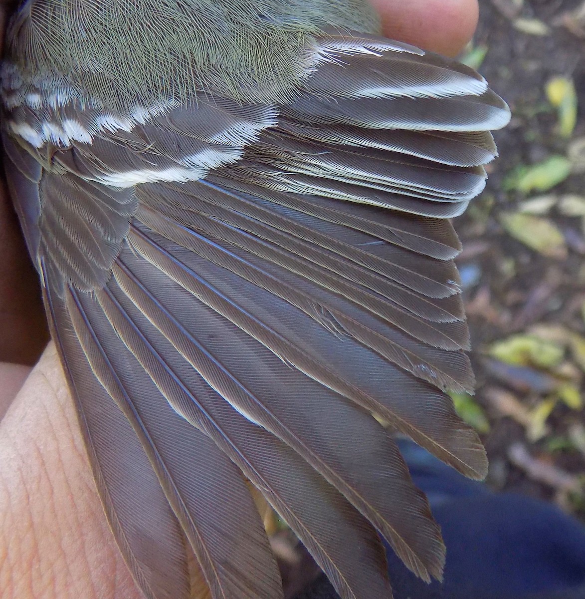 Small-billed Elaenia - ML519126141