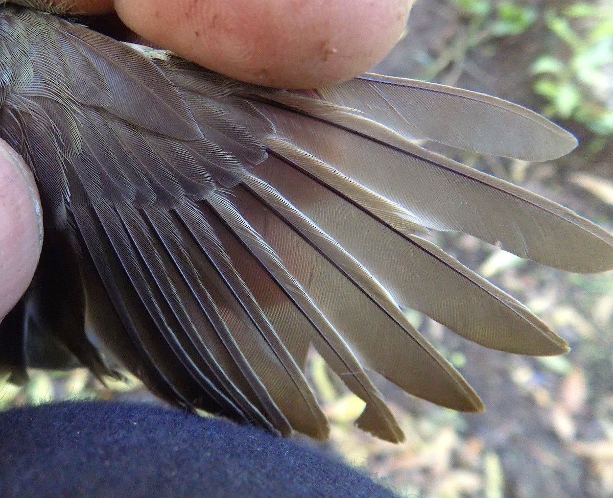 Small-billed Elaenia - ML519126161