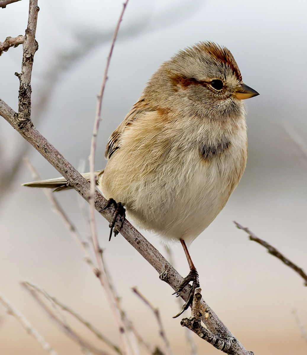 American Tree Sparrow - ML519126511