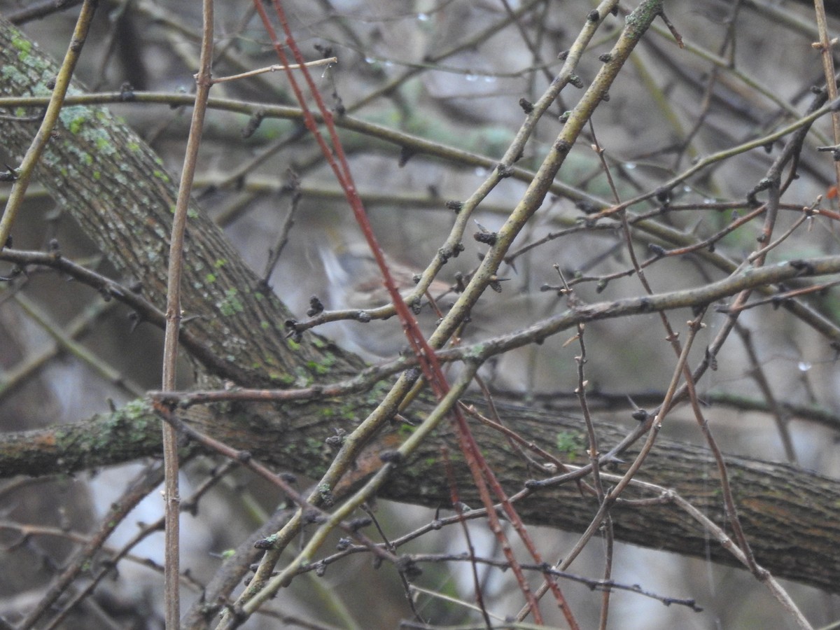 White-throated Sparrow - ML519126981
