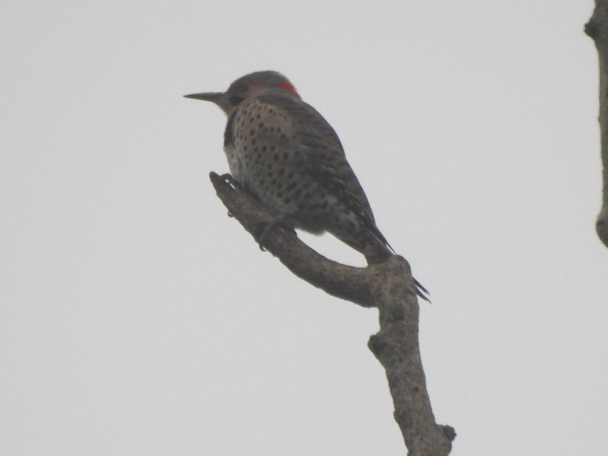 Northern Flicker - ML519127471