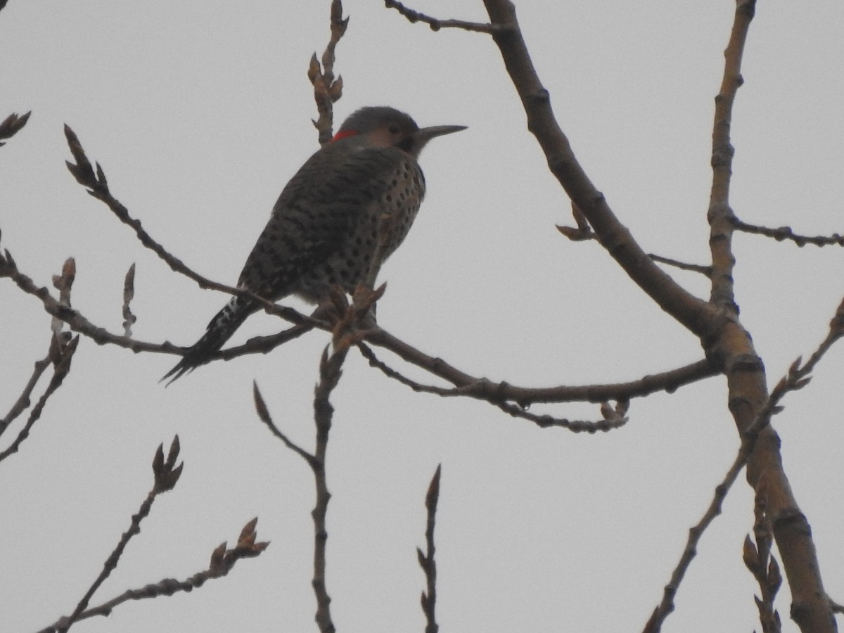 Northern Flicker - ML519127481