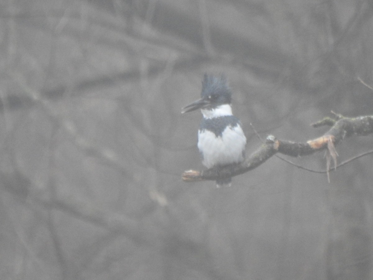 Belted Kingfisher - ML519127591