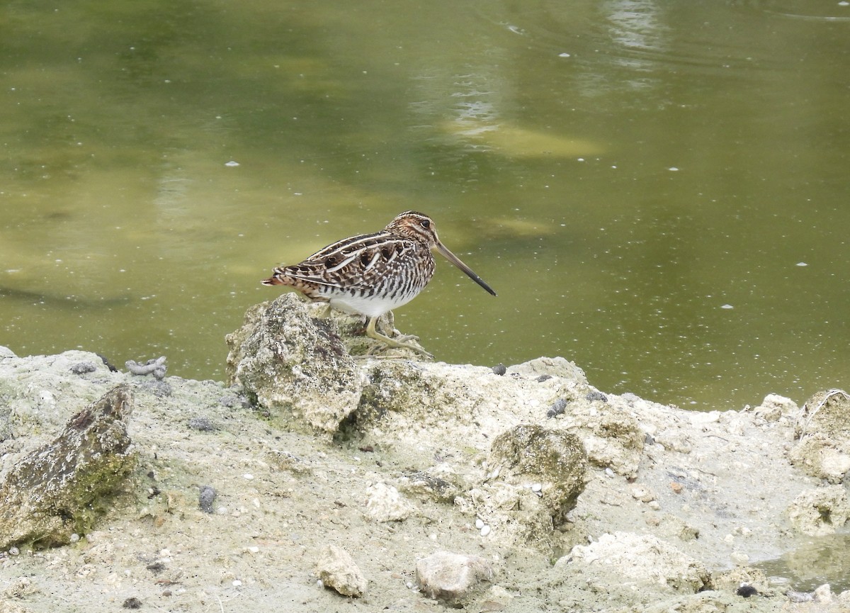 Wilson's Snipe - ML519128561