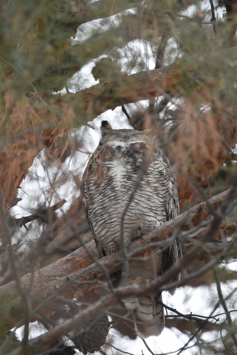 Great Horned Owl - ML519129701