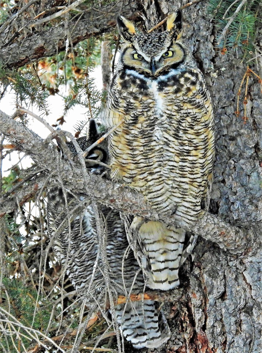 Great Horned Owl - ML519130791