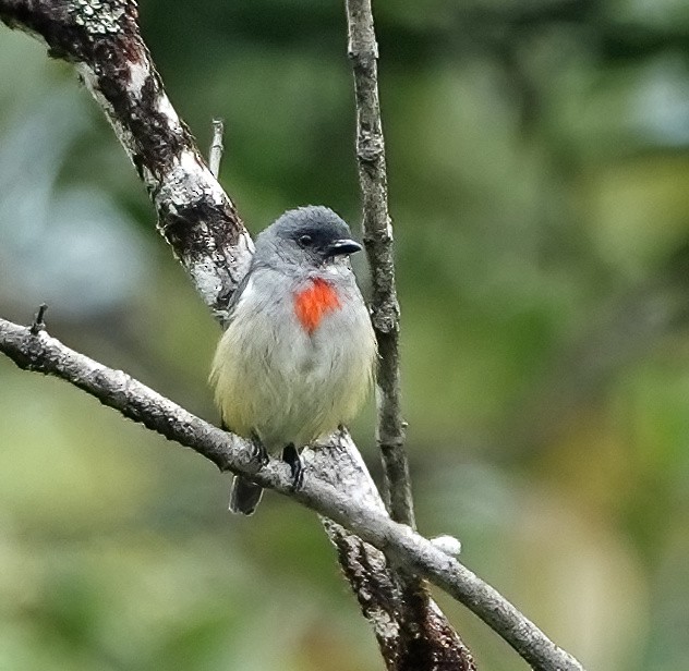 Dicée à gorge blanche - ML519131531