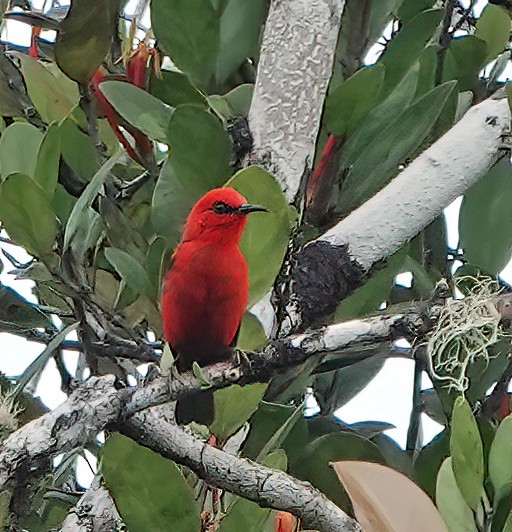 Myzomèle de Forbes (wakoloensis) - ML519131821