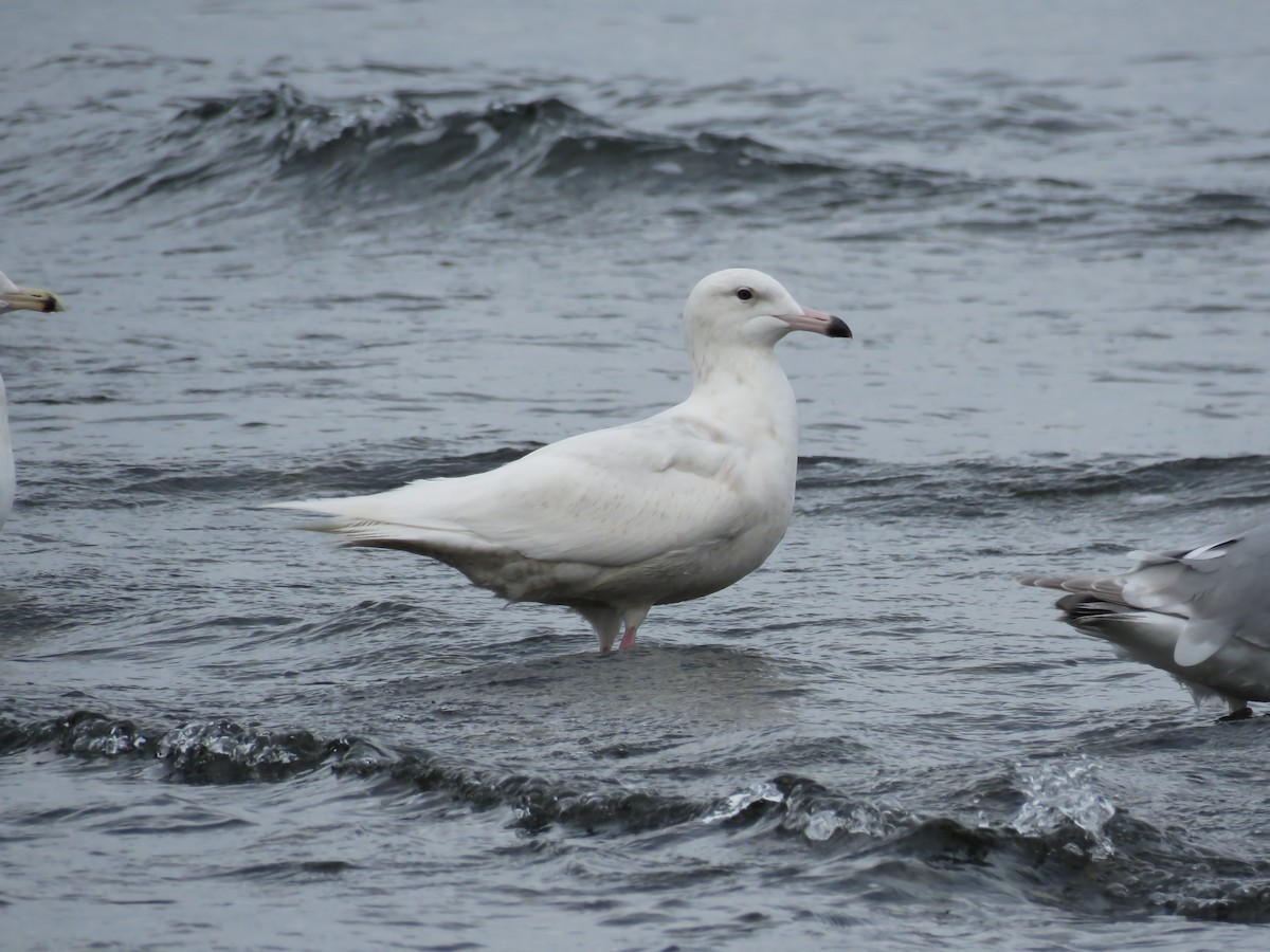 Glaucous Gull - ML51913231