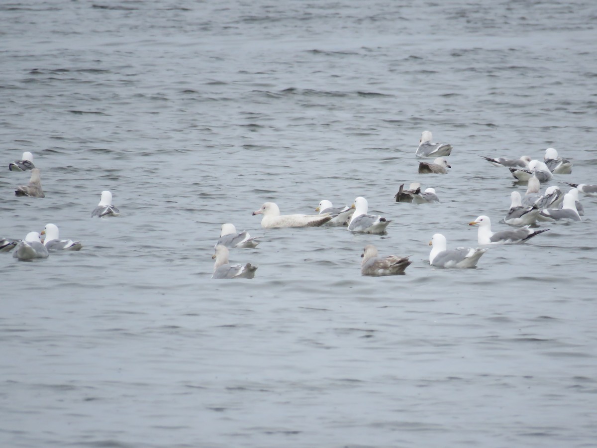 Glaucous Gull - ML51913241