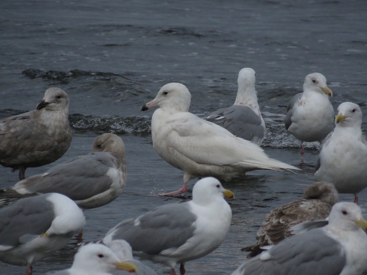 Glaucous Gull - ML51913251