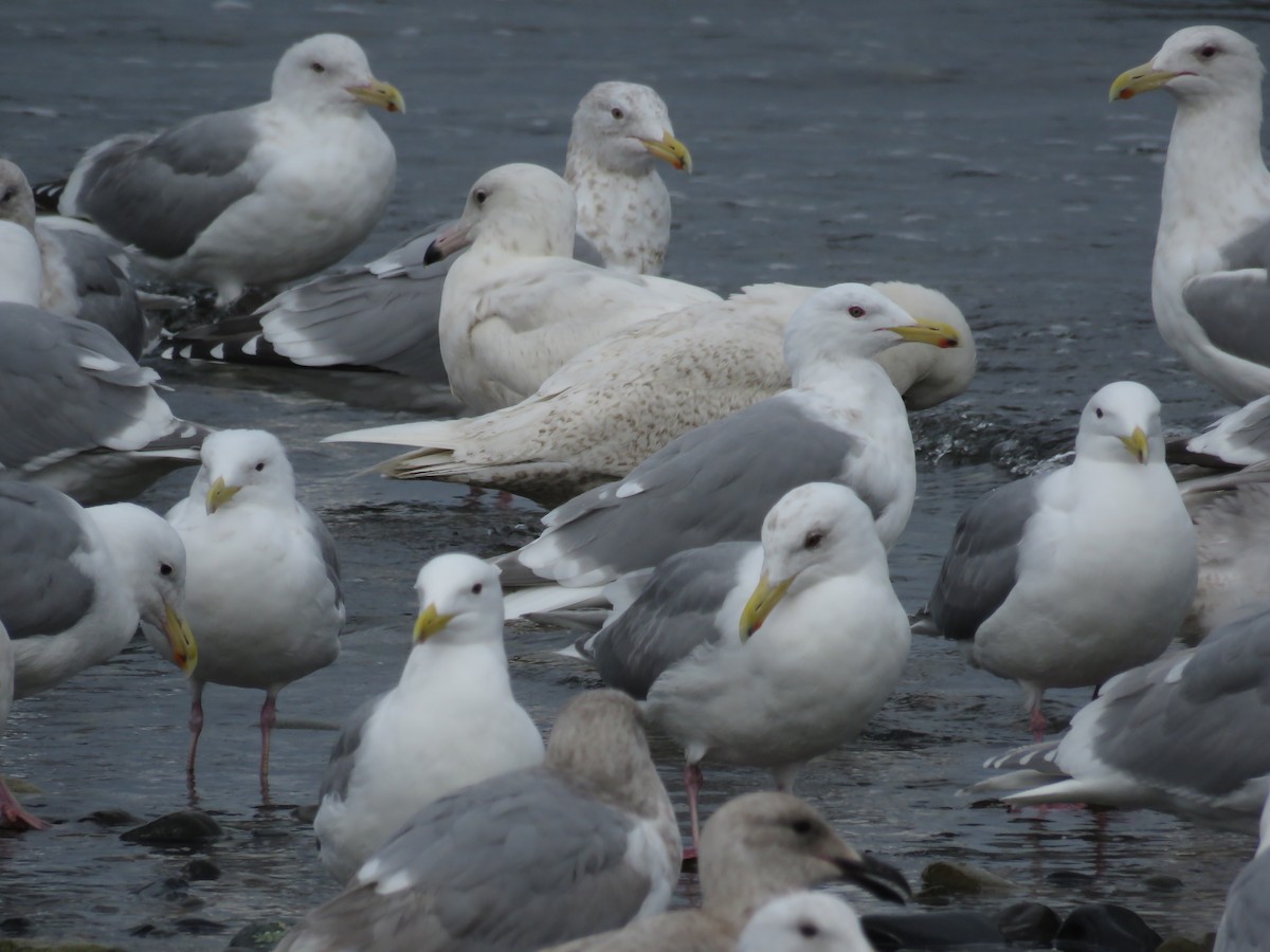 Glaucous Gull - ML51913261