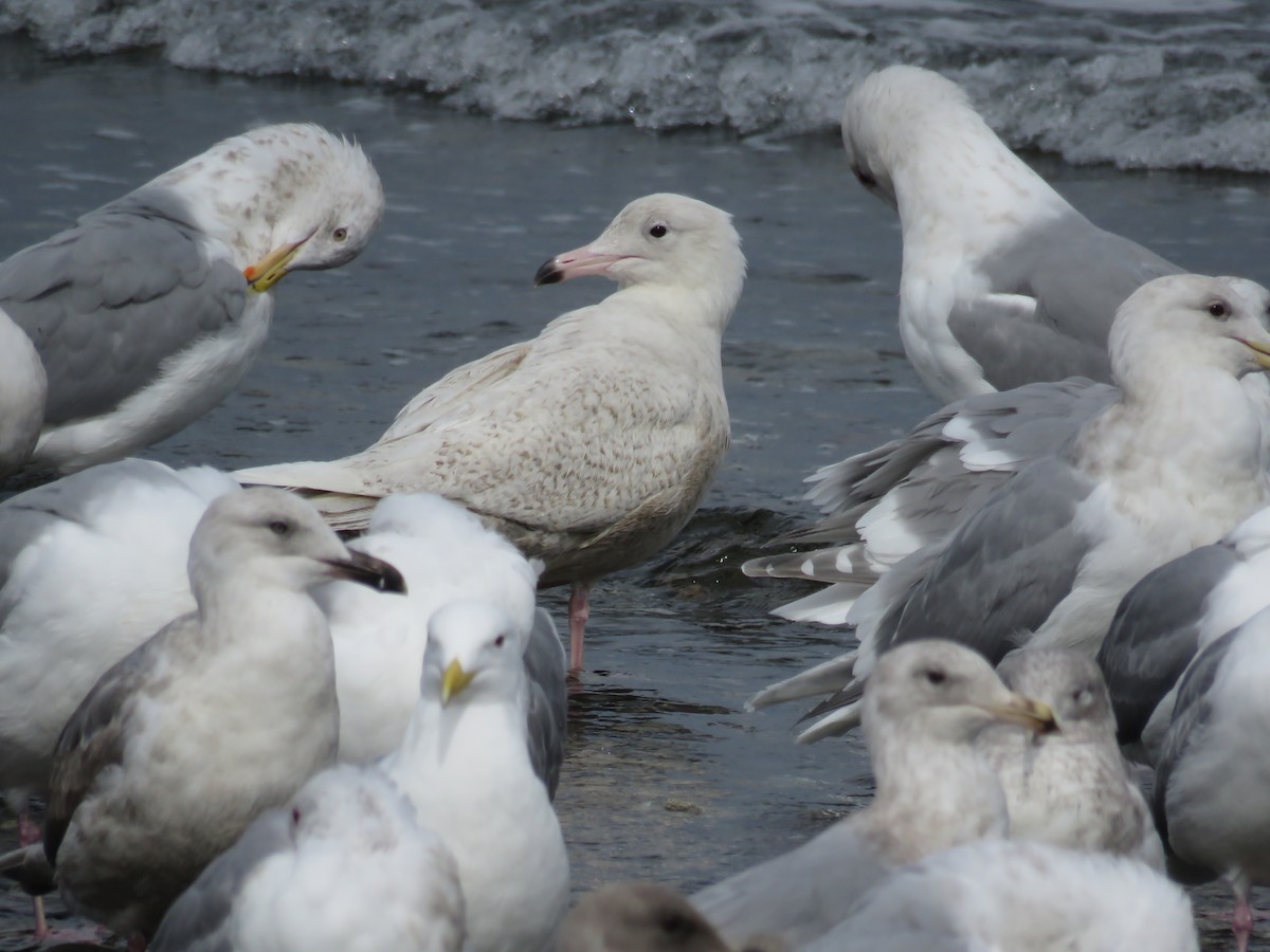 Glaucous Gull - ML51913271