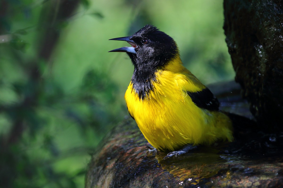 Audubon's Oriole - ML519132841