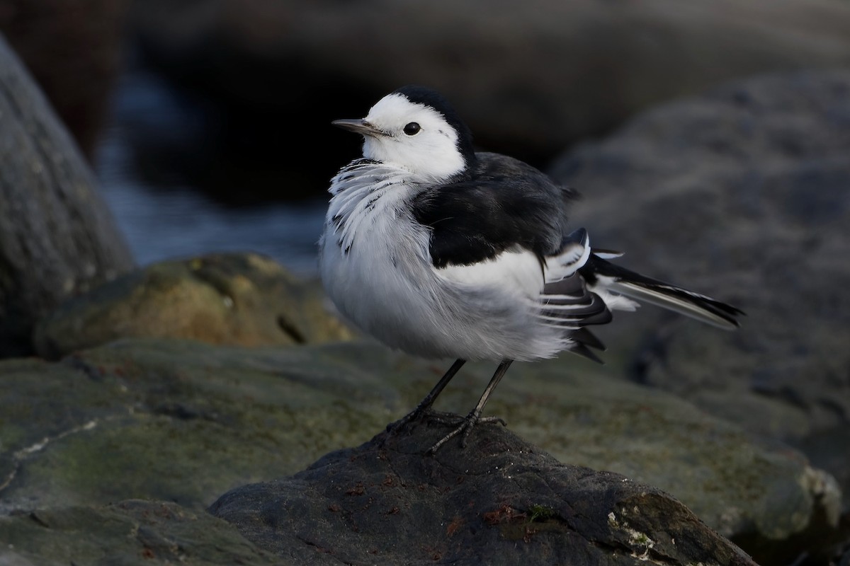 נחליאלי לבן (סיני) - ML519136201