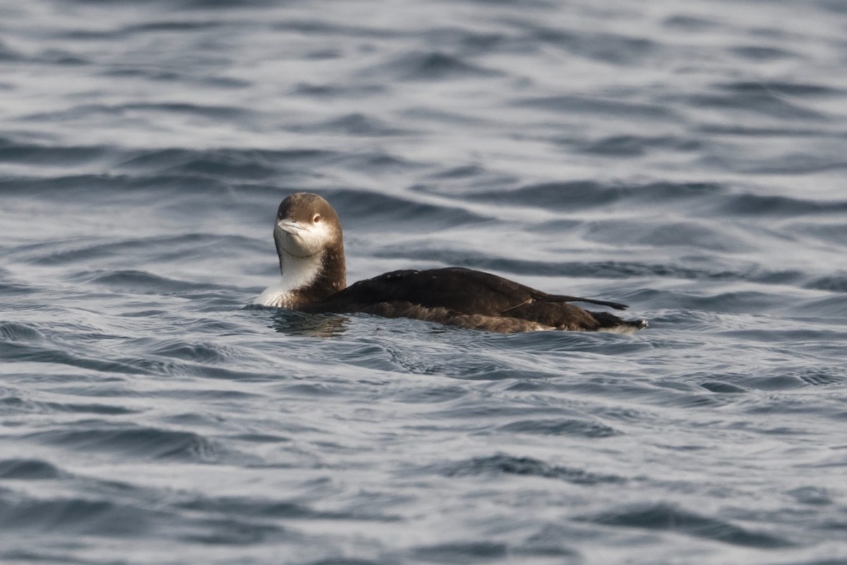צוללן פסיפי - ML519136361
