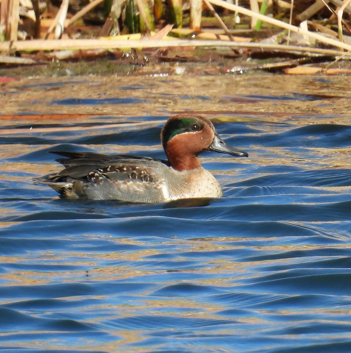 Green-winged Teal - ML519136461
