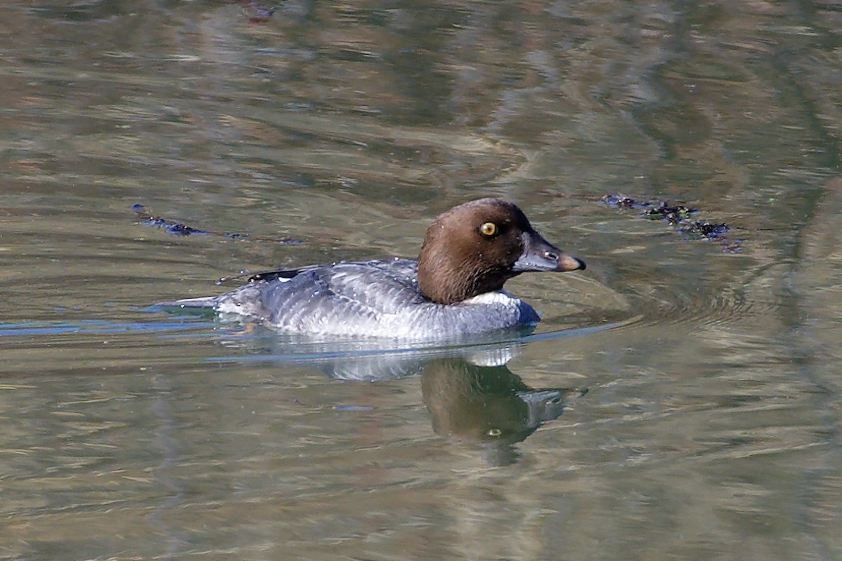 Common Goldeneye - ML519137211