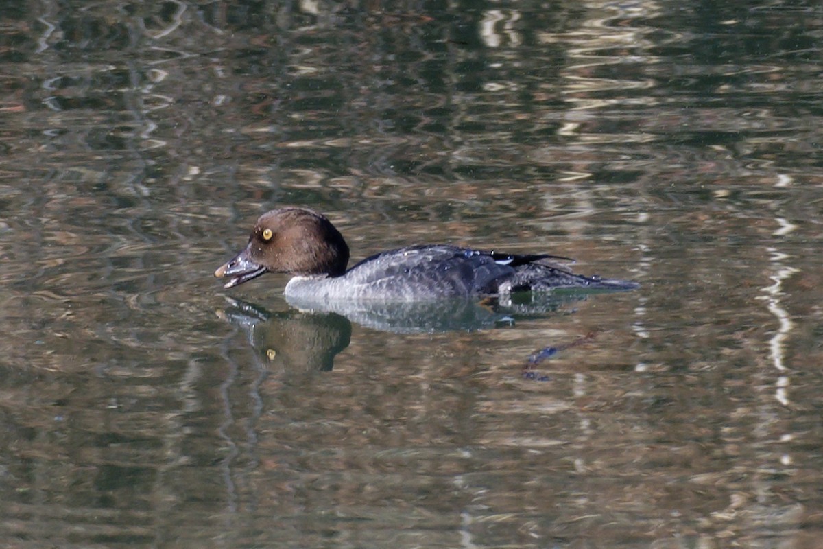 Common Goldeneye - ML519137221