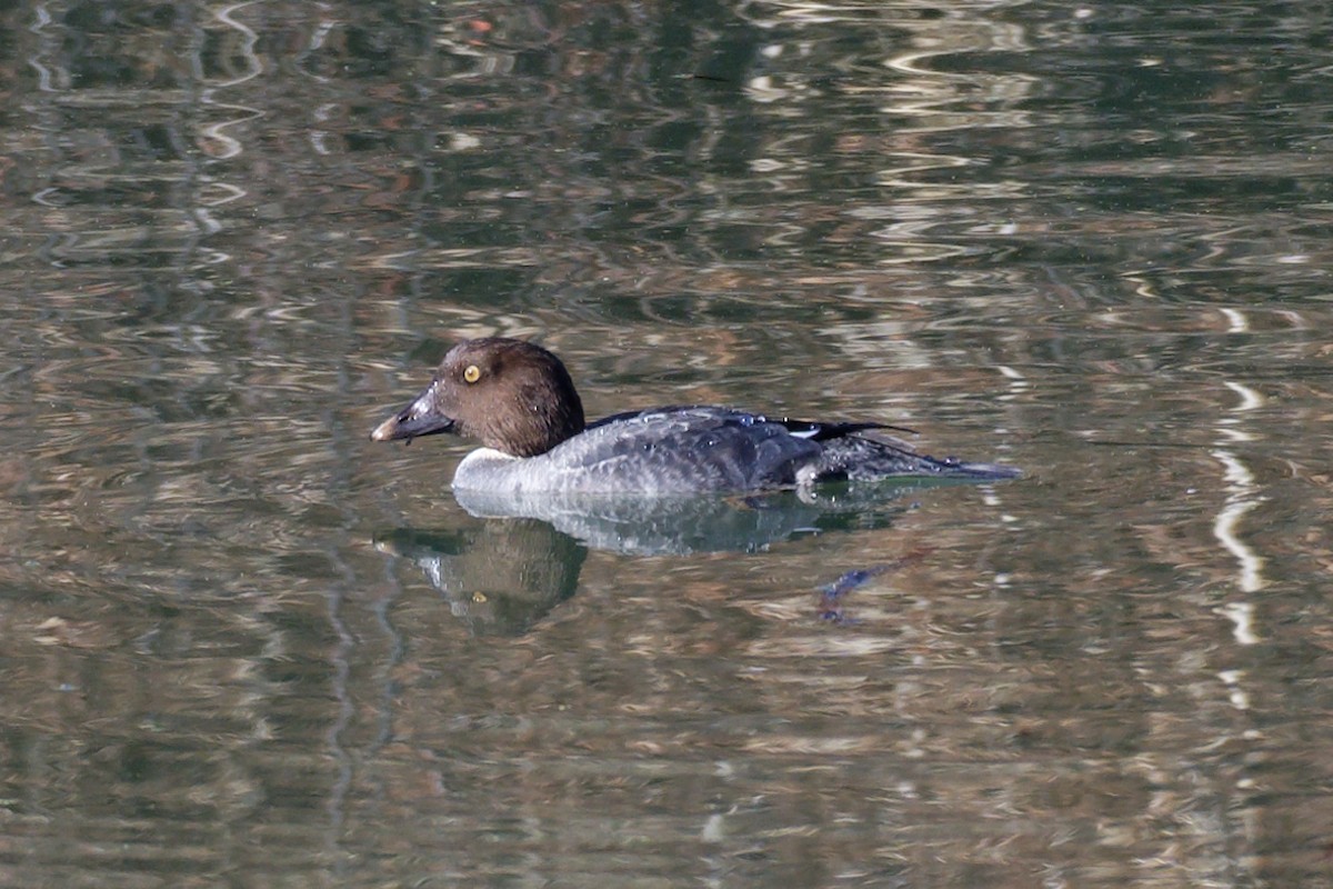 Common Goldeneye - ML519137231