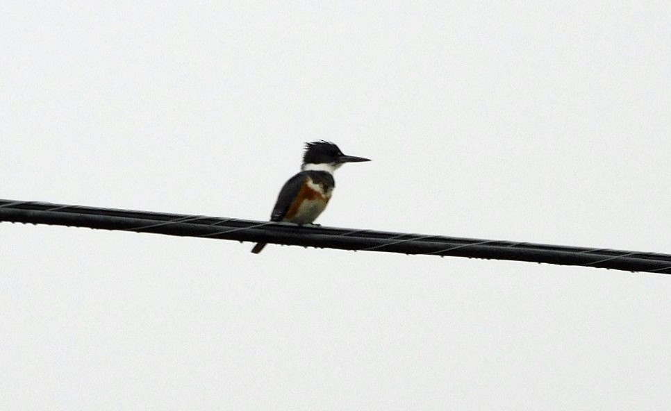 Belted Kingfisher - ML519138361