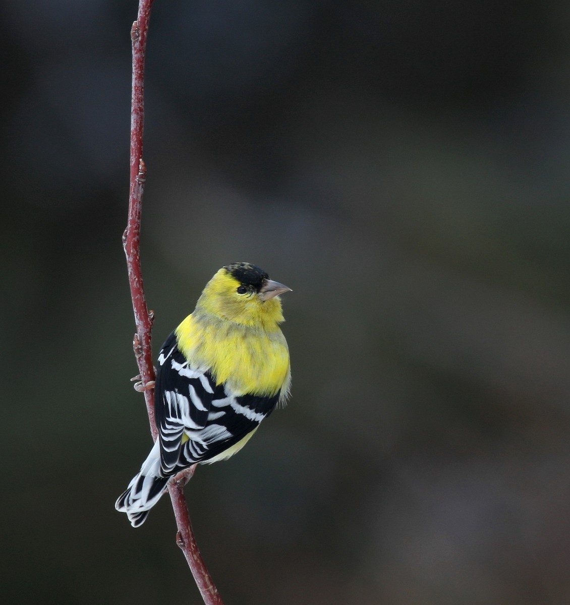 American Goldfinch - Yves Dugré