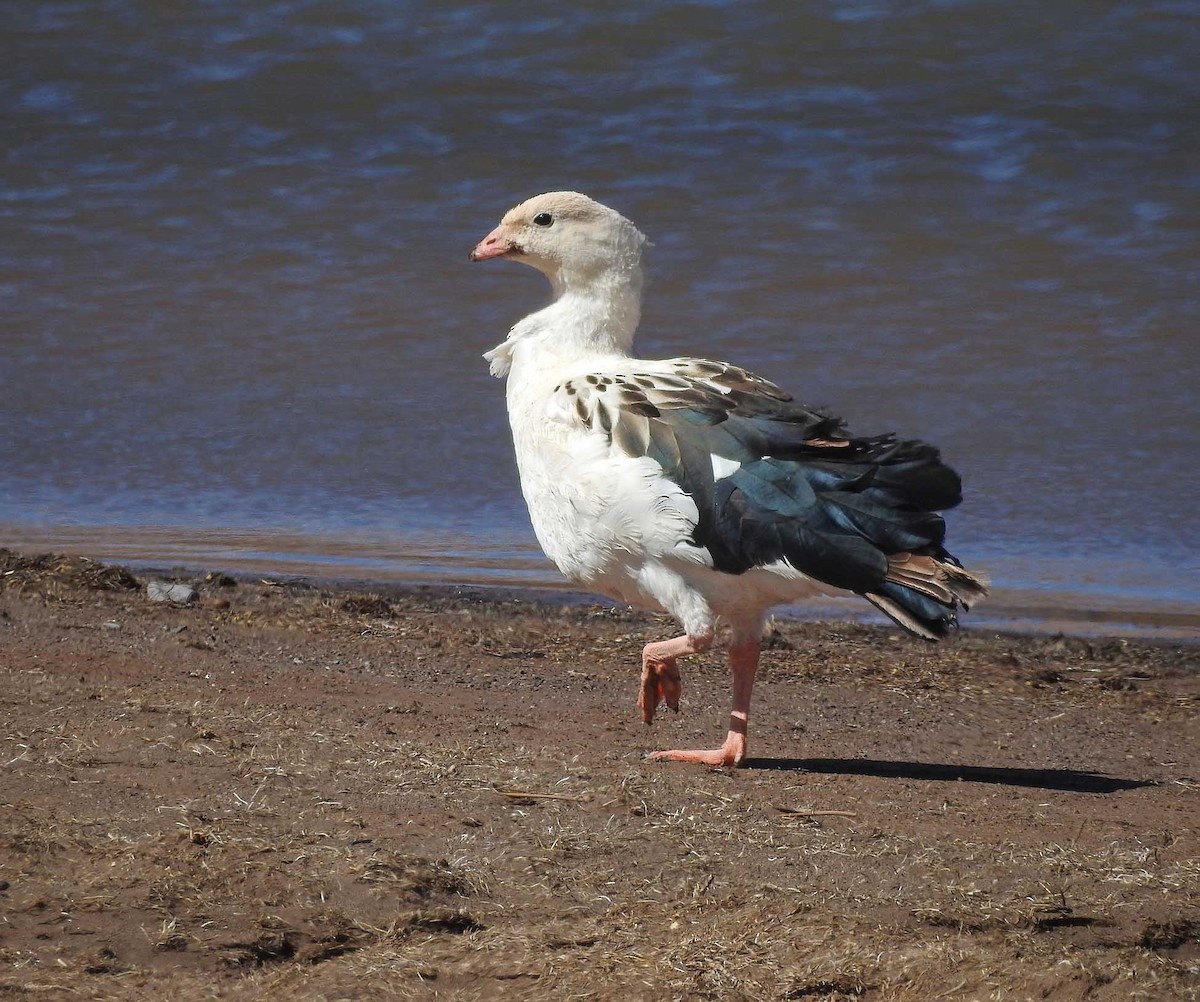Andean Goose - ML519138481