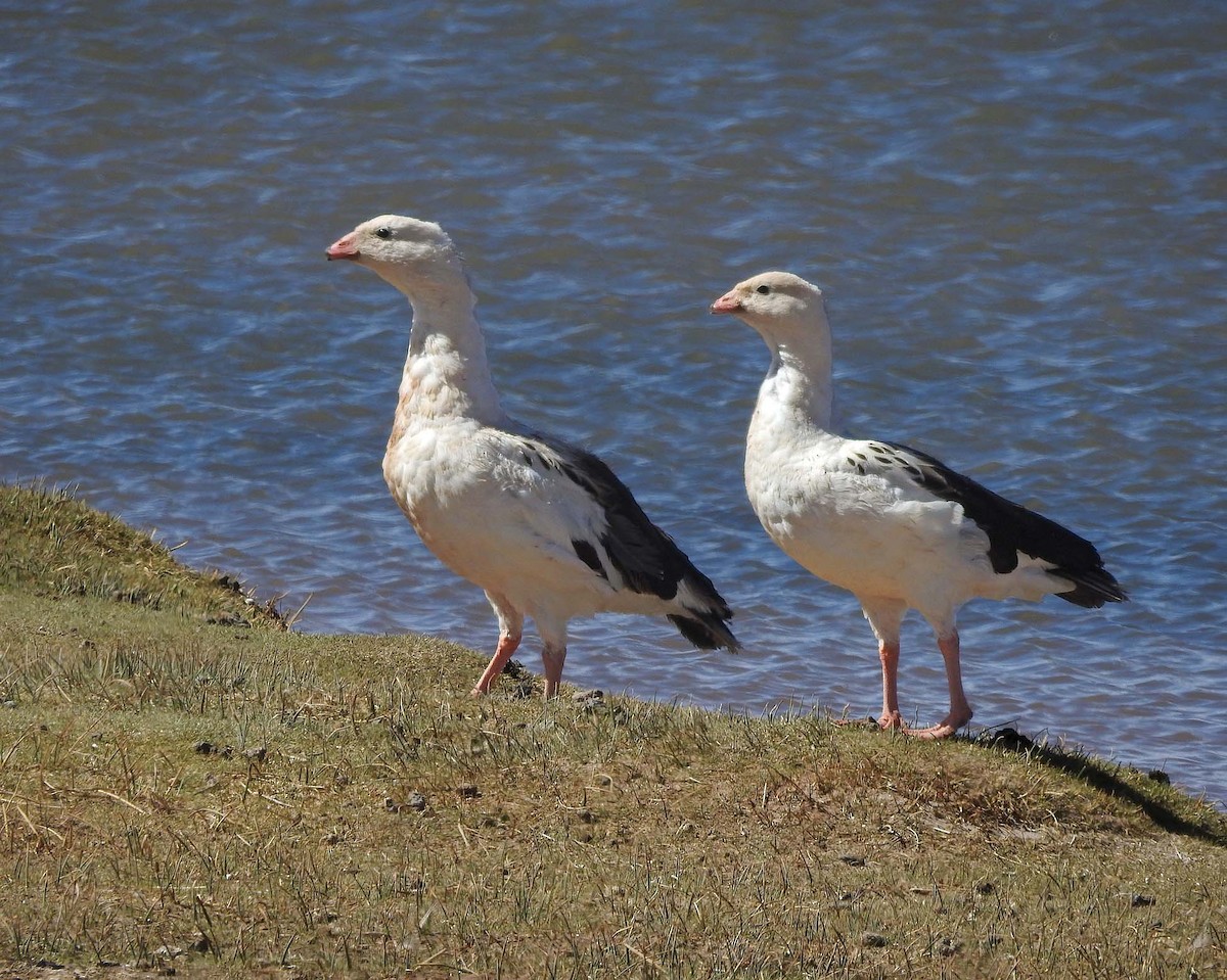 Andean Goose - ML519138491