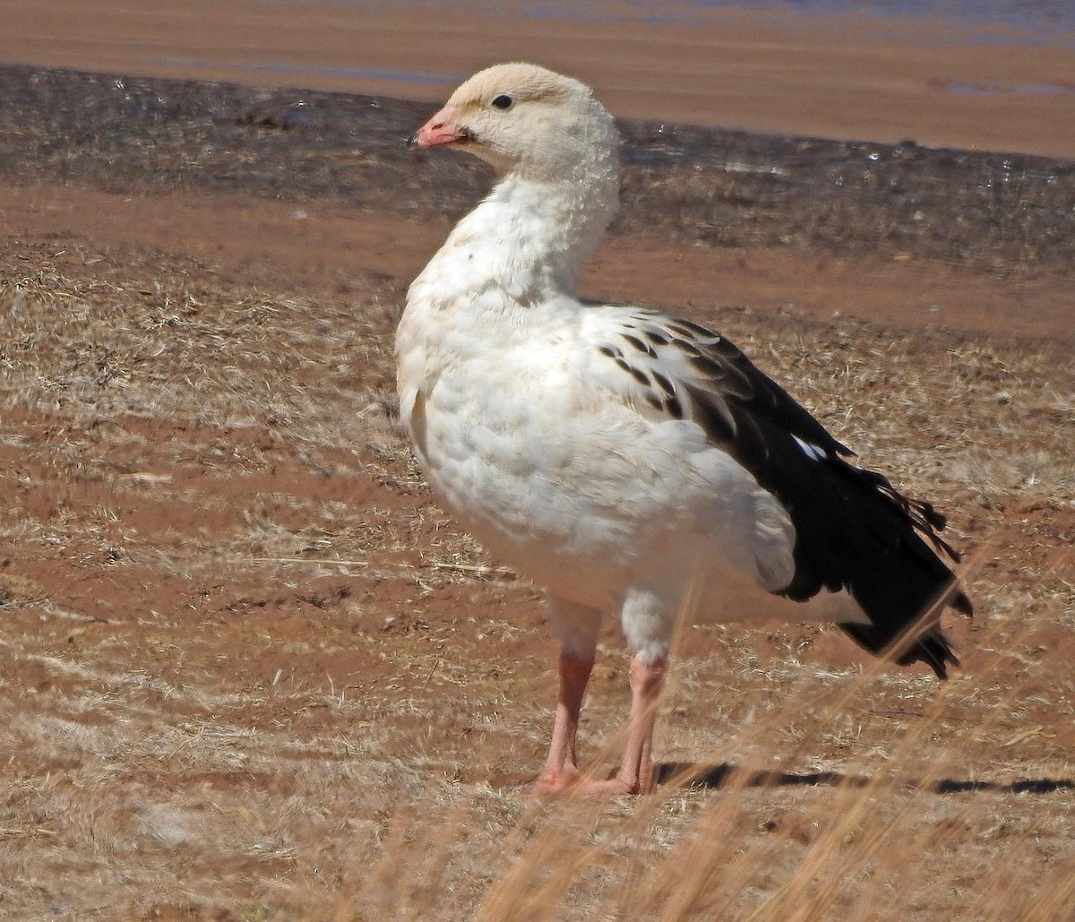 Andean Goose - ML519138501