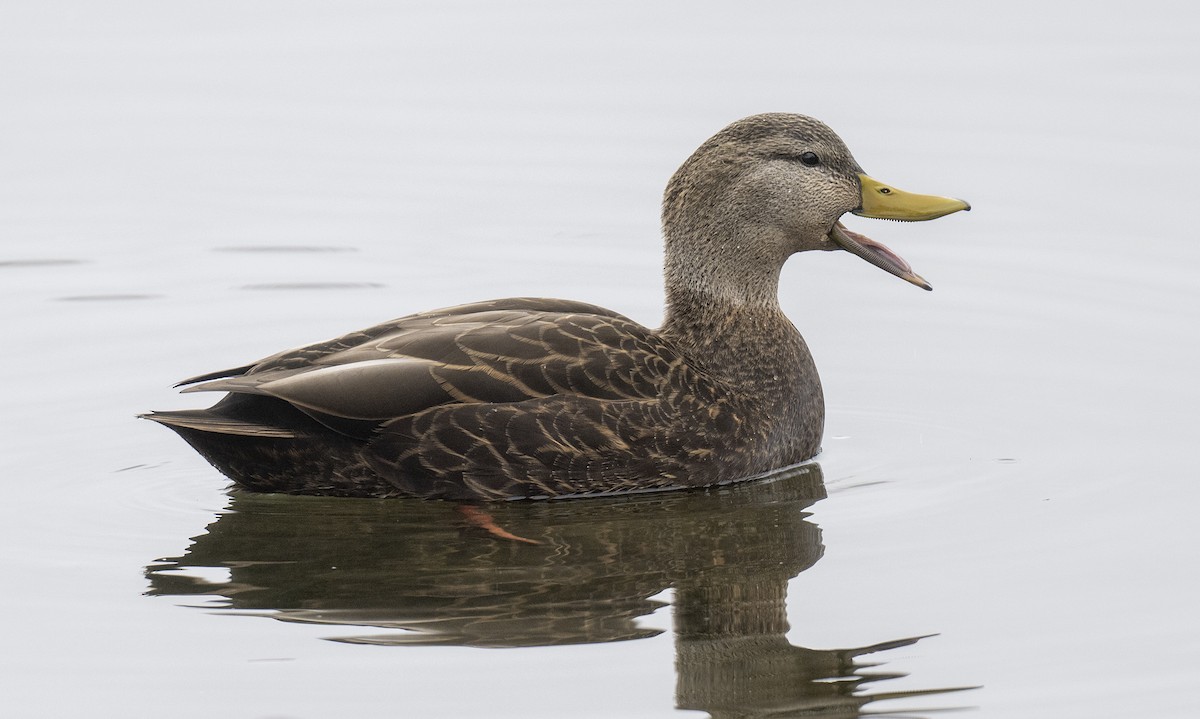 Canard noir - ML519138851