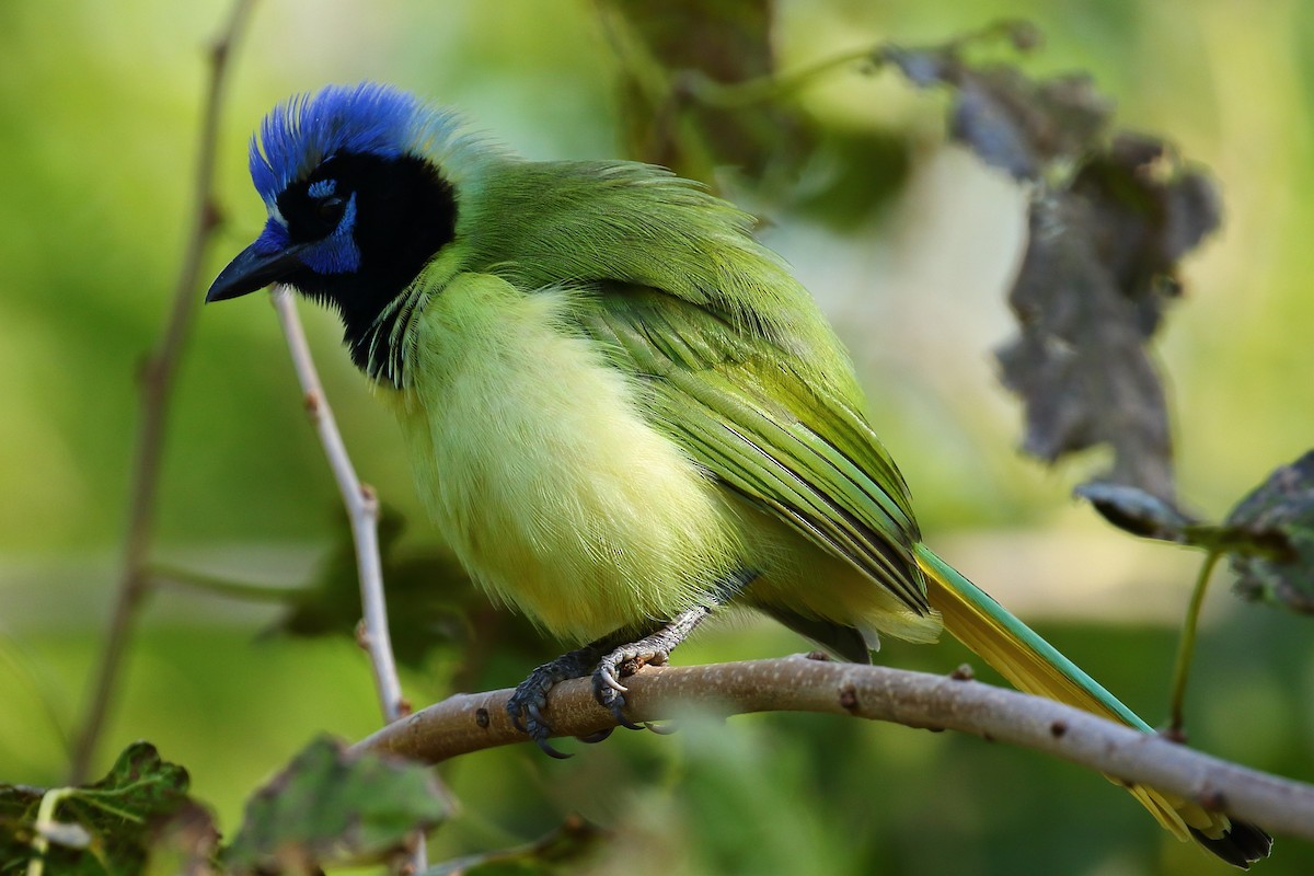 sojka zelenavá - ML519139281