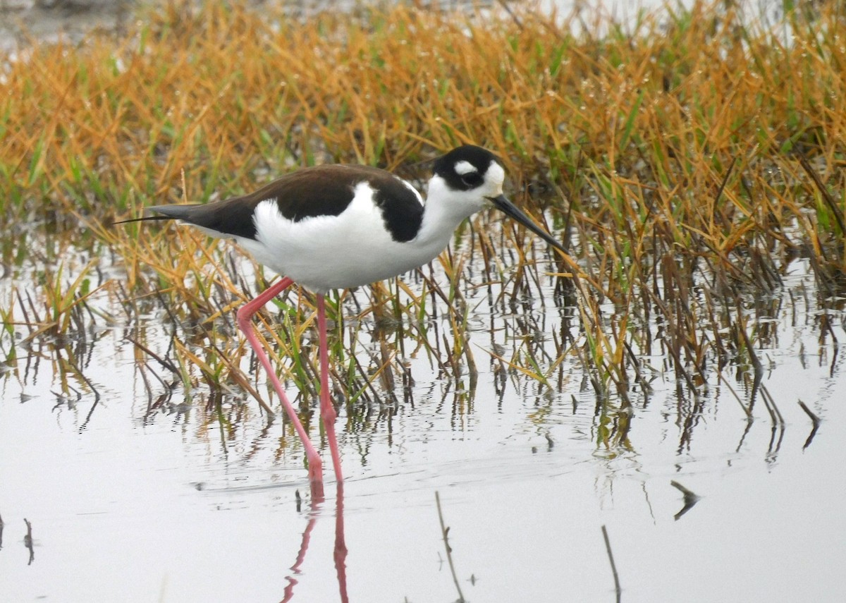 Cigüeñuela Cuellinegra - ML519141451