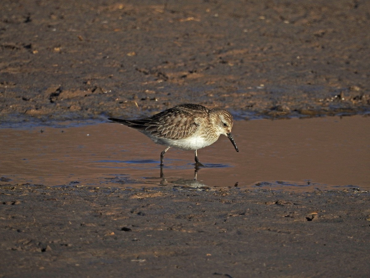 Baird's Sandpiper - ML519141881