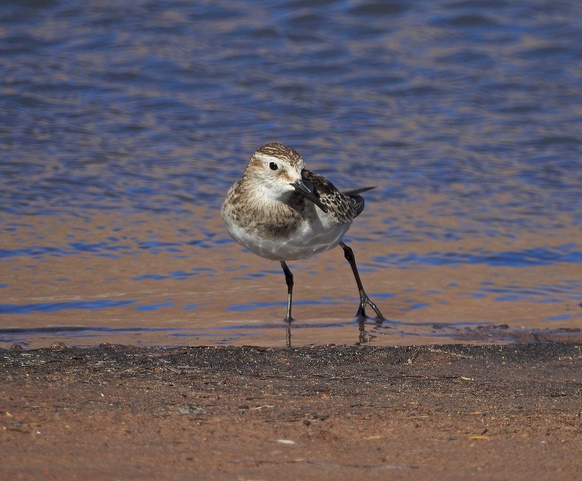 Baird's Sandpiper - ML519141891