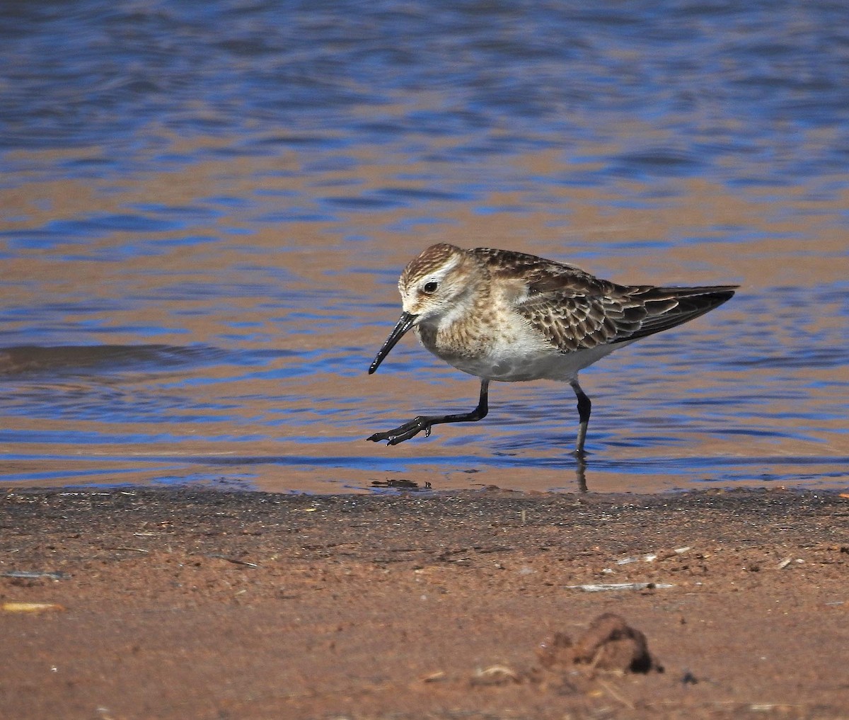 Baird's Sandpiper - ML519141901