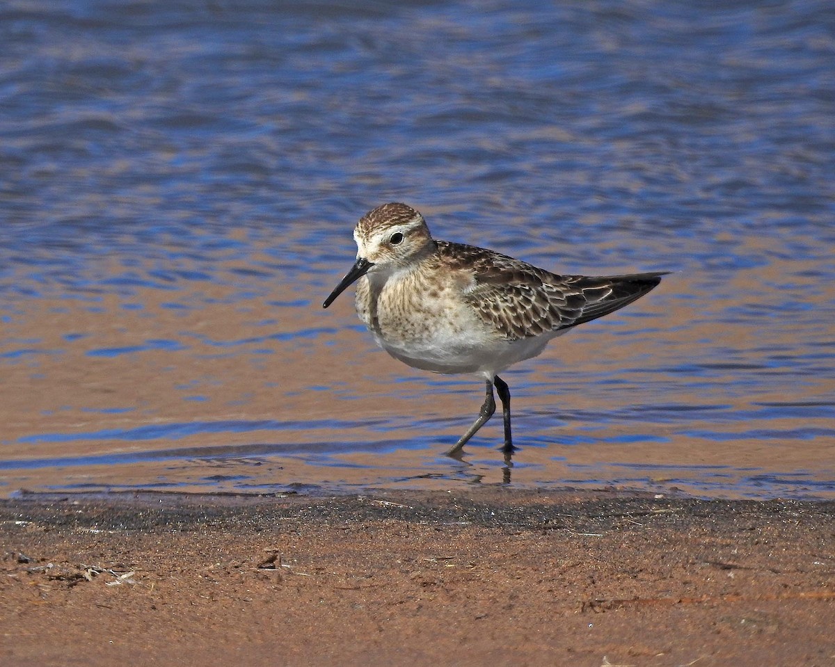 Baird's Sandpiper - ML519141911