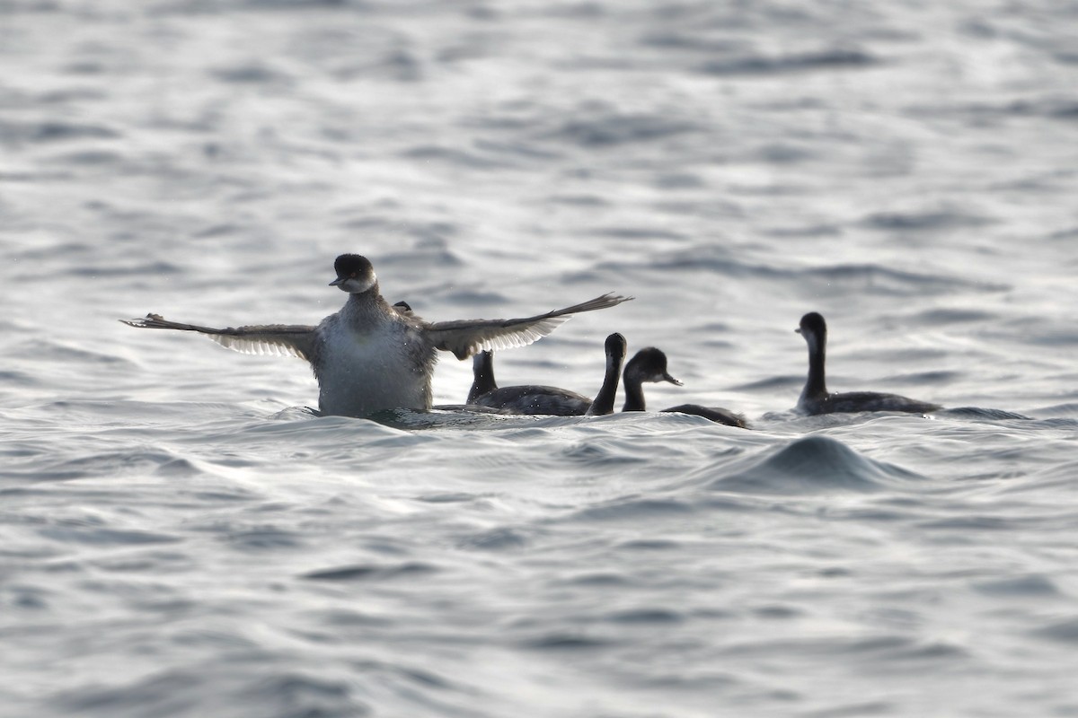טבלן בינוני - ML519142061