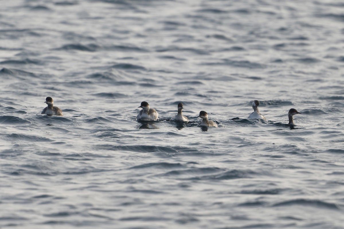טבלן בינוני - ML519142081