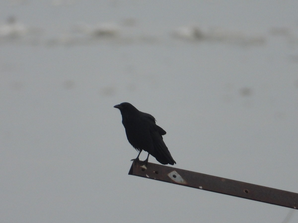 American Crow - ML519142571