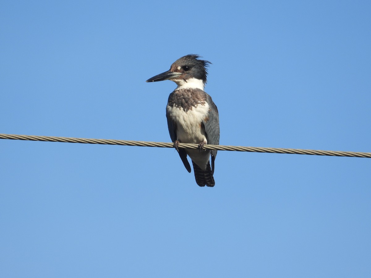 Belted Kingfisher - ML519142771