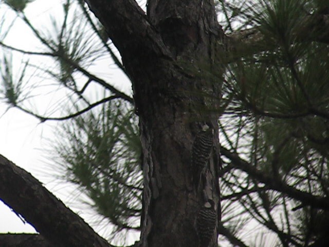 Red-cockaded Woodpecker - ML51914301