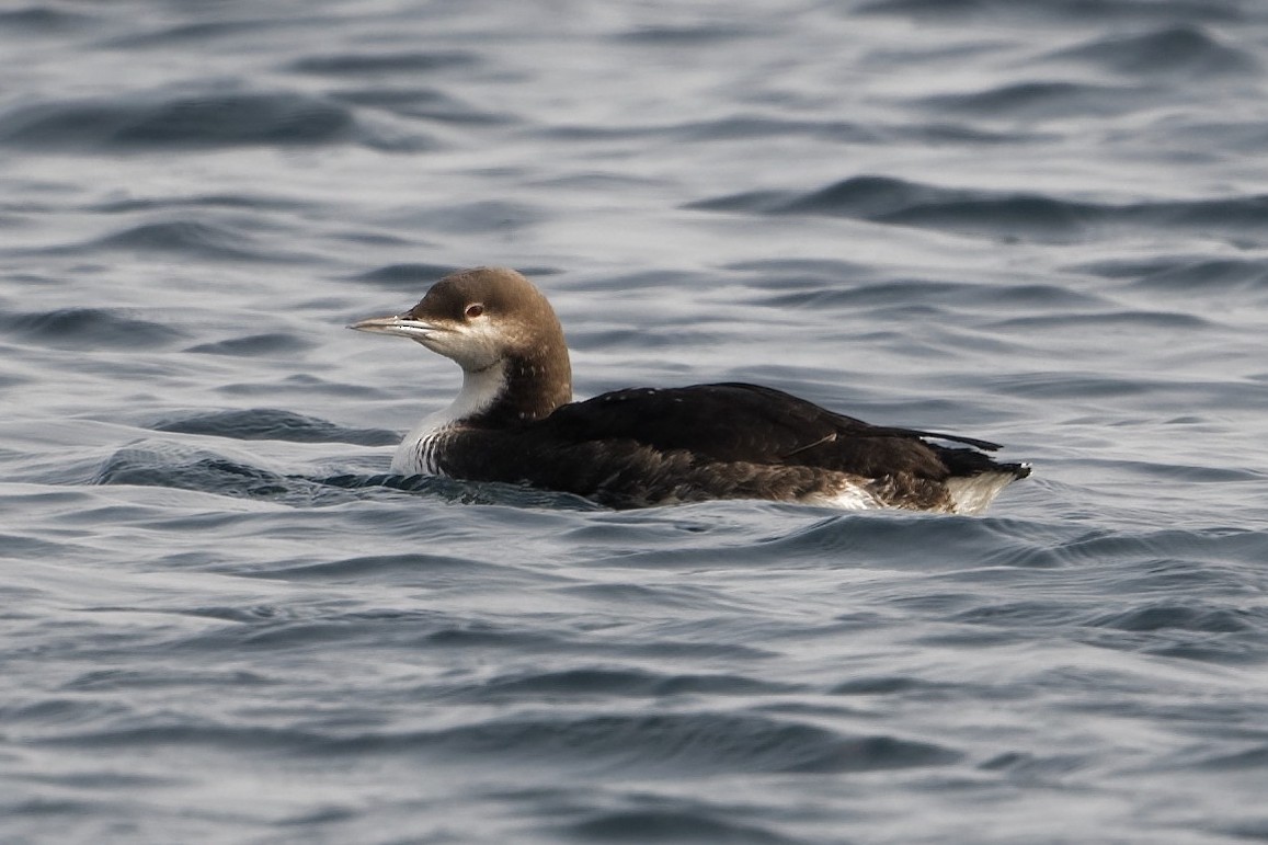 צוללן פסיפי - ML519143101