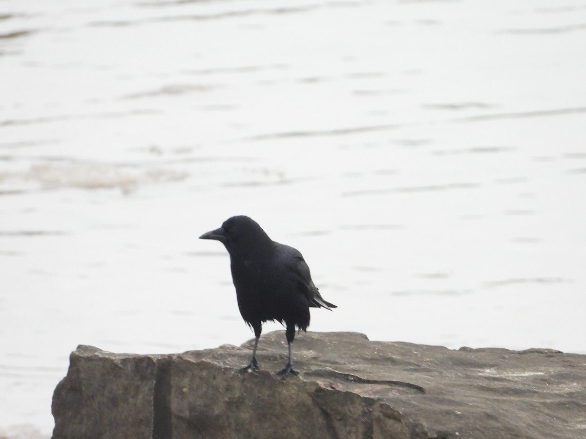 American Crow - ML519143861