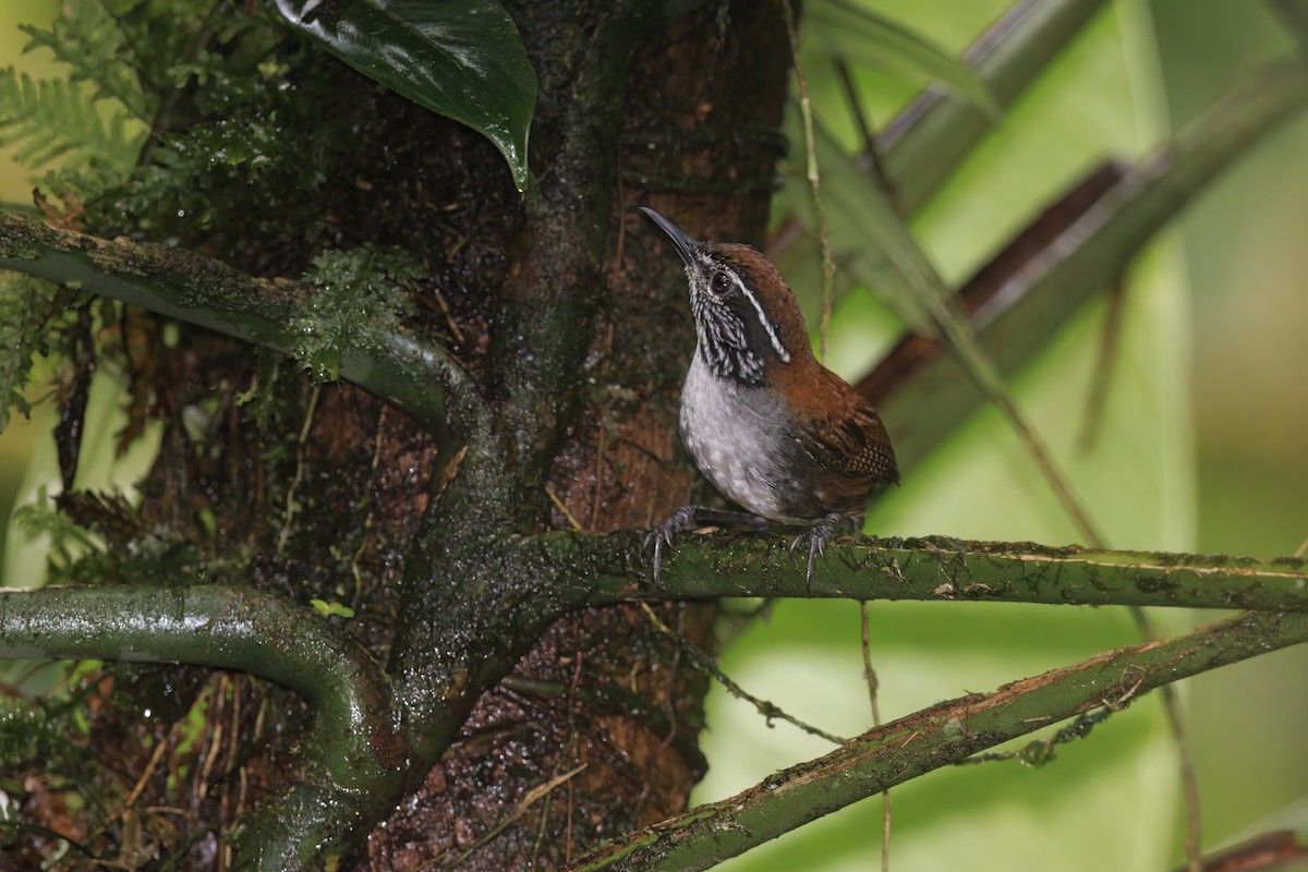 White-breasted Wood-Wren - ML519144121