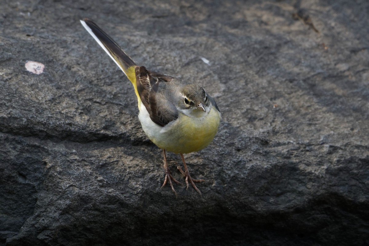 נחליאלי זנבתן - ML519144321