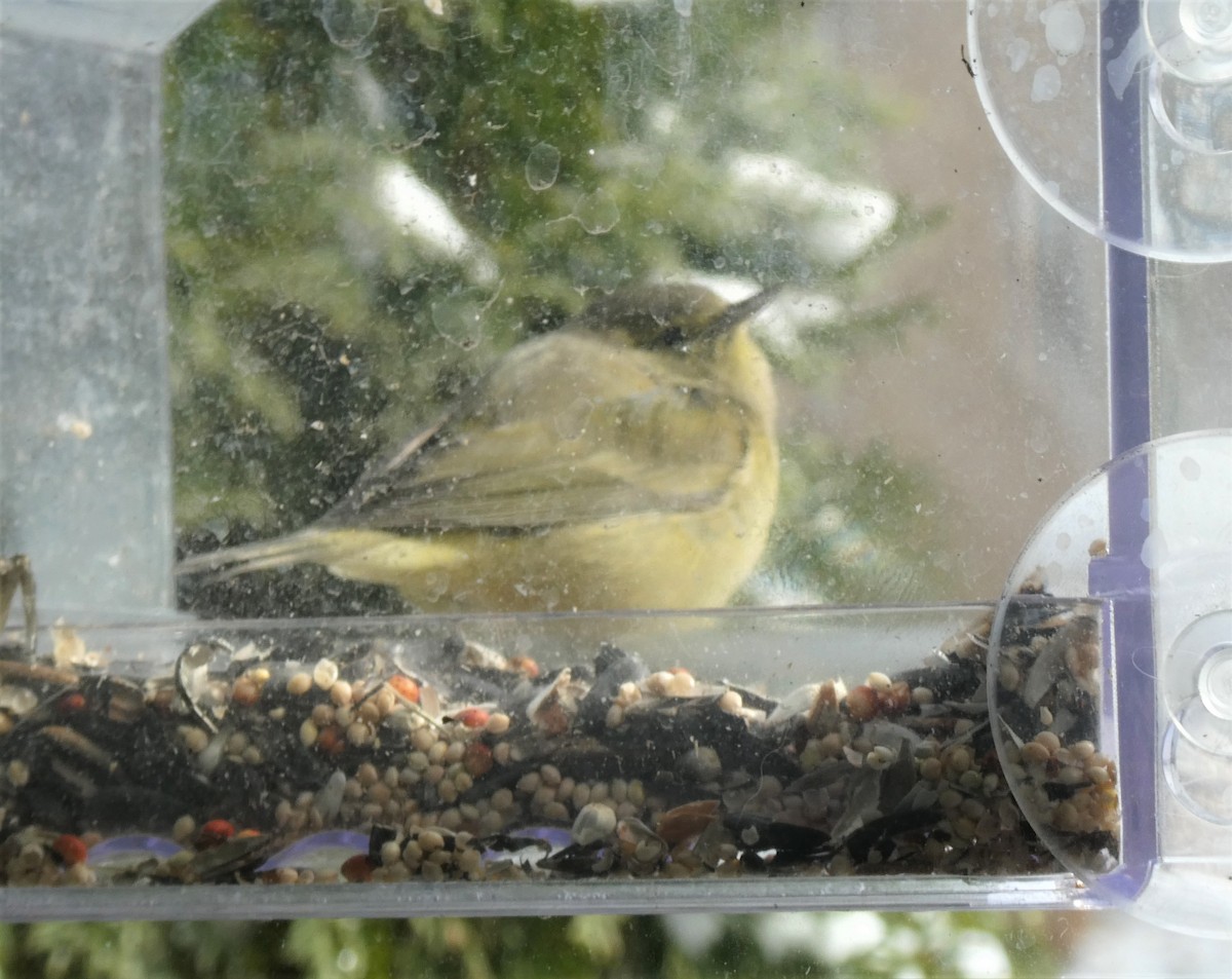 Orange-crowned Warbler - David Pritchard