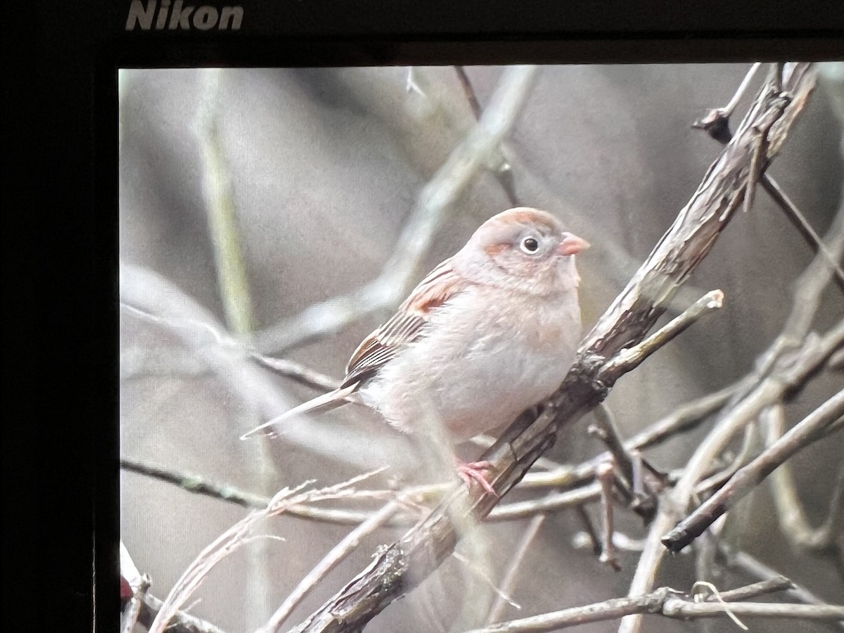 Field Sparrow - Mandy Roberts