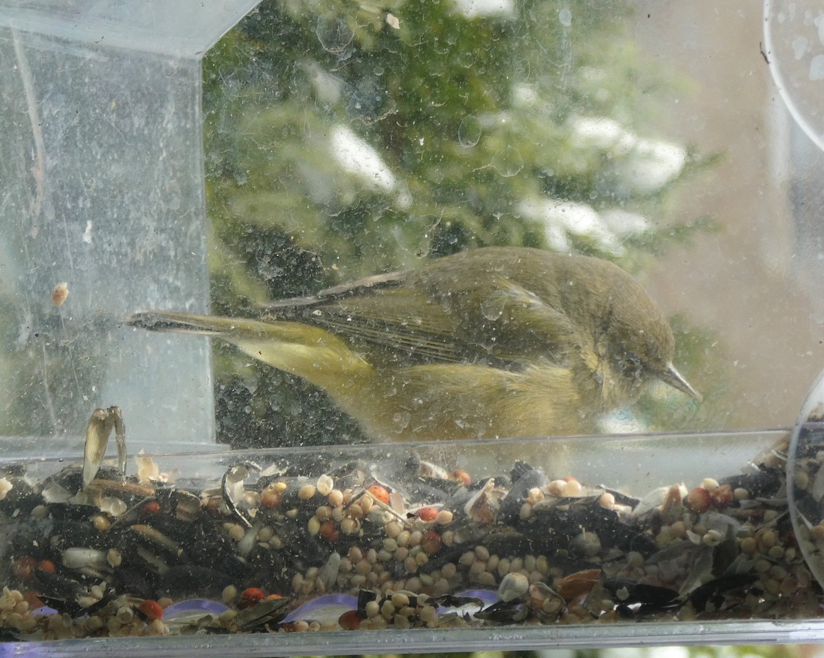 Orange-crowned Warbler - David Pritchard